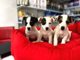 Kisa Bacak Nadi̇r Renk Maskeli̇ Jack Russel Yavrular