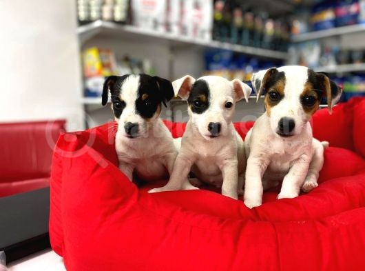 Kisa Bacak Nadi̇r Renk Maskeli̇ Jack Russel Yavrular görsel