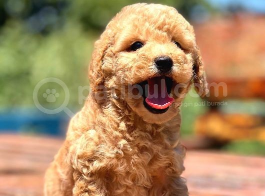 Bebek Surat Toy Poodle Yavrular görsel