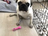 9 Aylık Pug