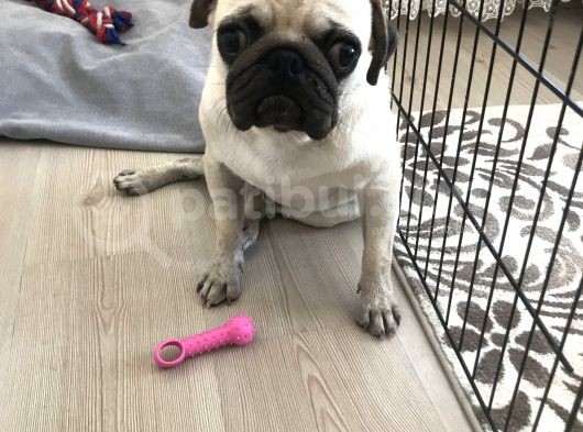 9 Aylık Pug görsel