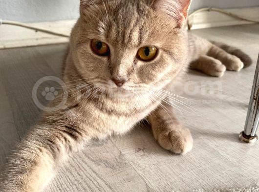 British Shorthair görsel