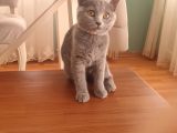 Britsh Shorthair