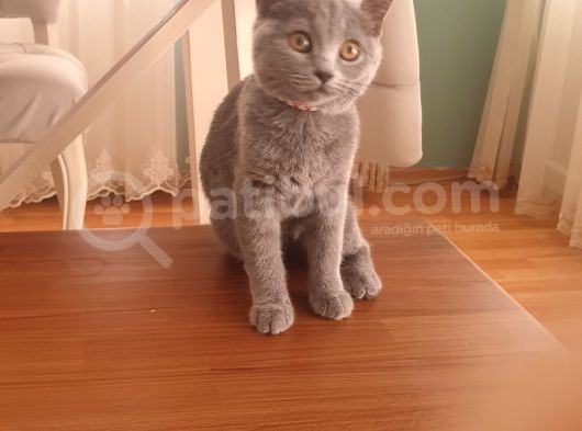 Britsh Shorthair görsel