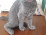Britsh Shorthair