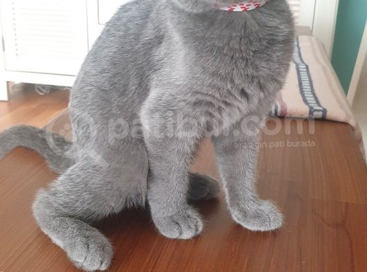 Britsh Shorthair görsel