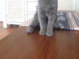 Britsh Shorthair