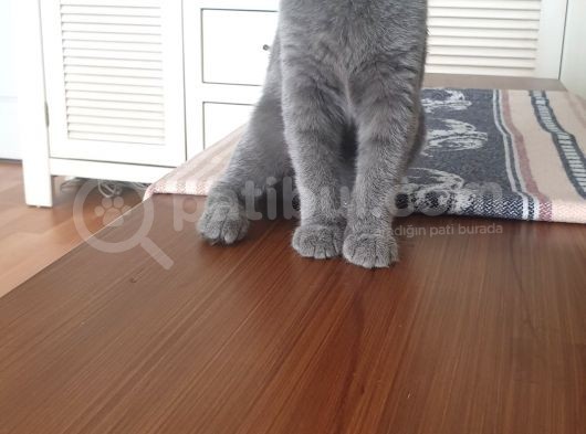 Britsh Shorthair görsel