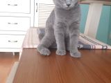 Britsh Shorthair