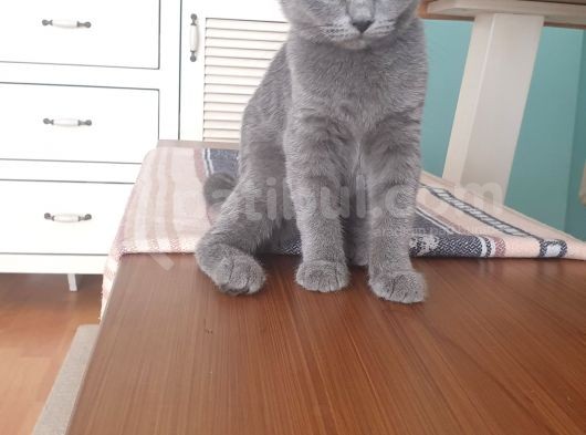 Britsh Shorthair