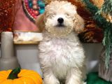 2 Aylık Erkek Toy Poodle İstanbul