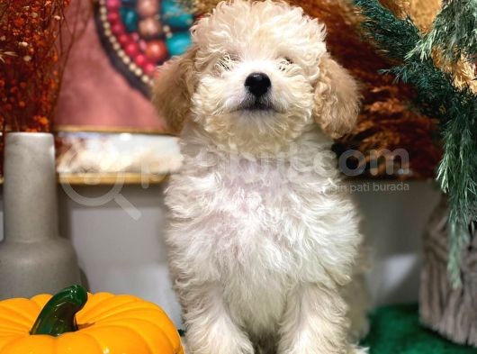 2 Aylık Erkek Toy Poodle İstanbul görsel