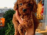 Ev Ortamında Dişi Toypoodle Bebişler