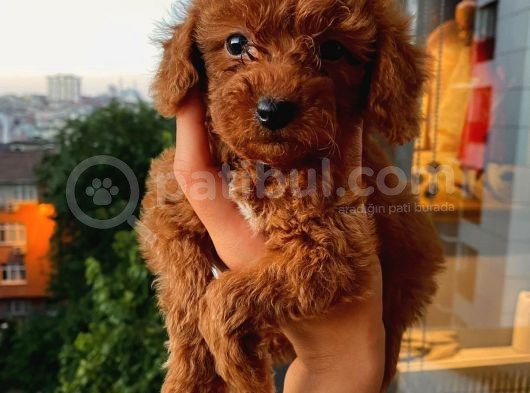 Ev Ortamında Dişi Toypoodle Bebişler görsel