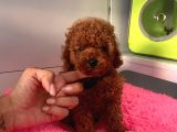Safkan Toy Poodle Yavrularımız