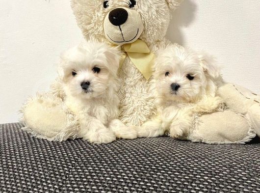 Maltese Mini Boy Yavrular görsel