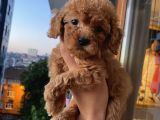 Ev Ortamında Dişi Toypoodle Bebişler