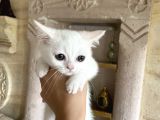 3 Aylık British Shorthair Yavrular