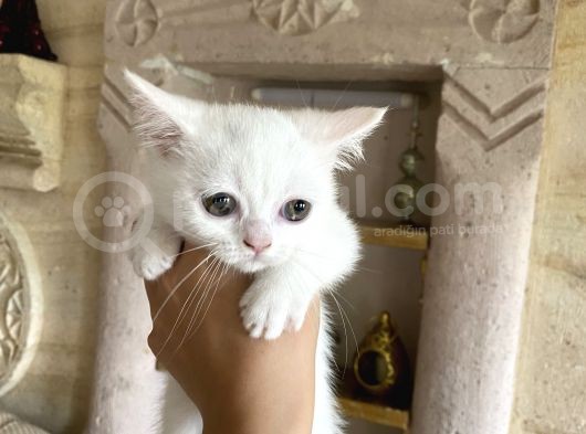 3 Aylık British Shorthair Yavrular görsel