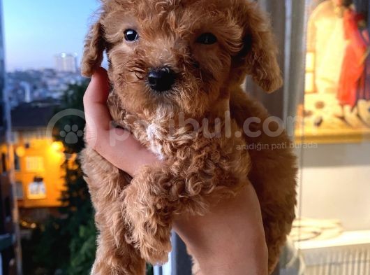Ev Ortamında Dişi Toypoodle Bebişler görsel
