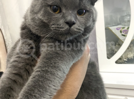 7 Aylik Erkek Bri̇ti̇sh