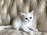 3 Aylık British Shorthair Yavrular
