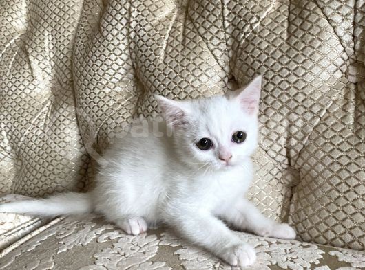 3 Aylık British Shorthair Yavrular görsel