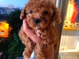 Ev Ortamında Dişi Toypoodle Bebişler