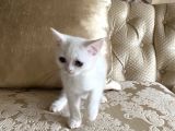 3 Aylık British Shorthair Yavrular