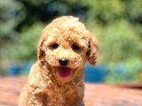 Bebek Surat Toy Poodle Yavrular