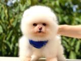 Pomeranian Boo Teddy Face Erkek Yavrumuz