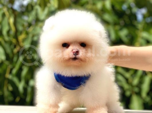 Pomeranian Boo Teddy Face Erkek Yavrumuz görsel