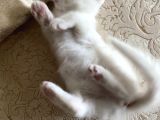 3 Aylık British Shorthair Yavrular
