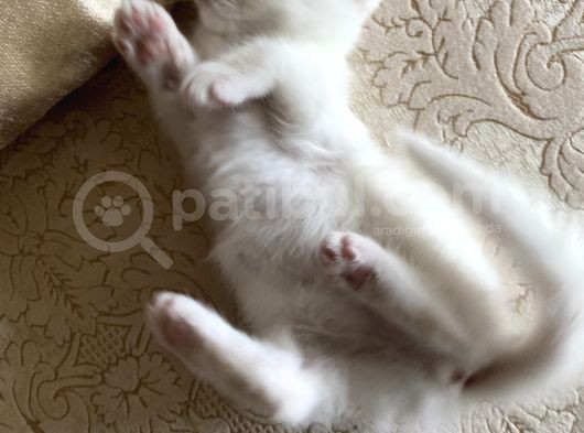 3 Aylık British Shorthair Yavrular görsel