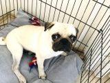 9 Aylık Pug