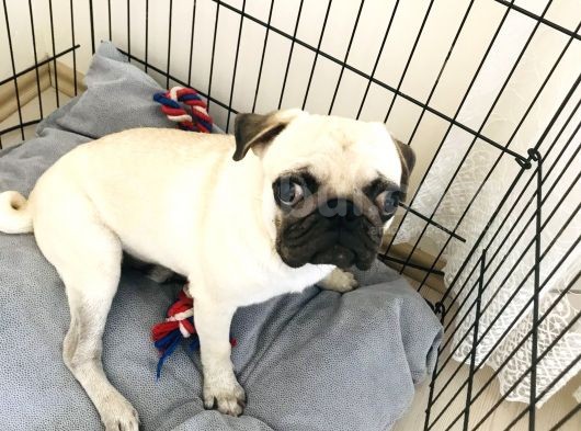 9 Aylık Pug