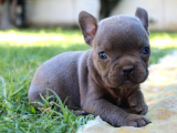 French Bulldog Yavrularımız Si̇zlerle