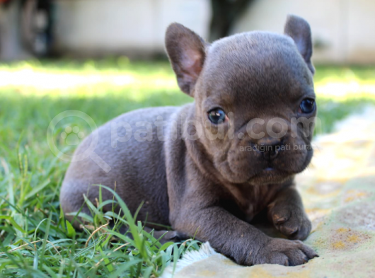 French Bulldog Yavrularımız Si̇zlerle