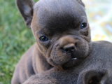 French Bulldog Yavrularımız Si̇zlerle
