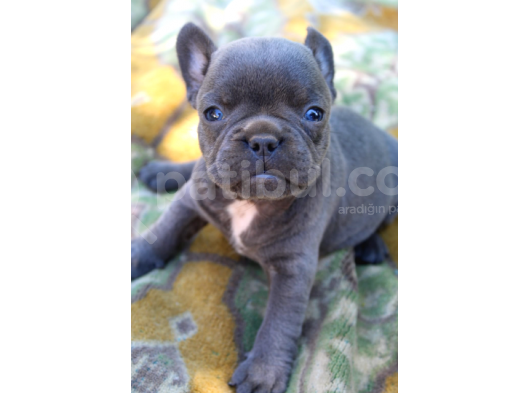 French Bulldog Yavrularımız Si̇zlerle görsel