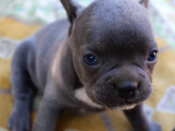 French Bulldog Yavrularımız Si̇zlerle