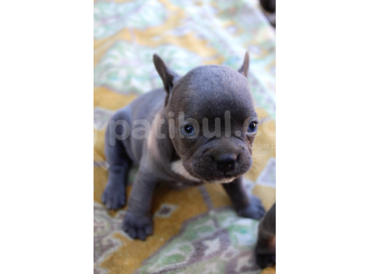 French Bulldog Yavrularımız Si̇zlerle görsel
