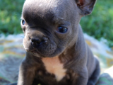 French Bulldog Yavrularımız Si̇zlerle