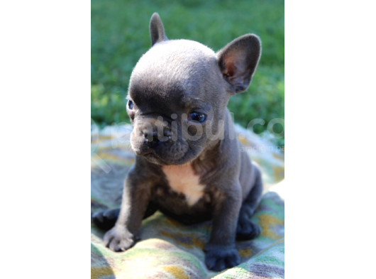 French Bulldog Yavrularımız Si̇zlerle görsel