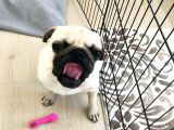 9 Aylık Pug