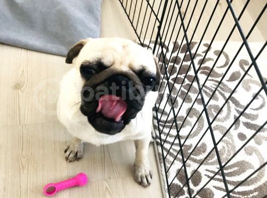 9 Aylık Pug görsel