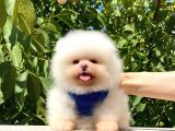Pomeranian Boo Teddy Face Erkek Yavrumuz
