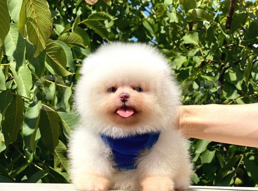 Pomeranian Boo Teddy Face Erkek Yavrumuz