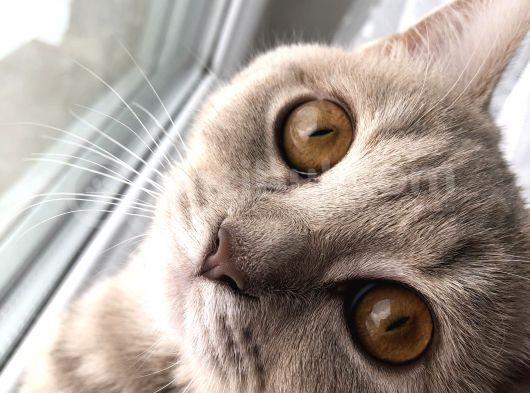 British Shorthair görsel
