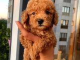 Ev Ortamında Dişi Toypoodle Bebişler